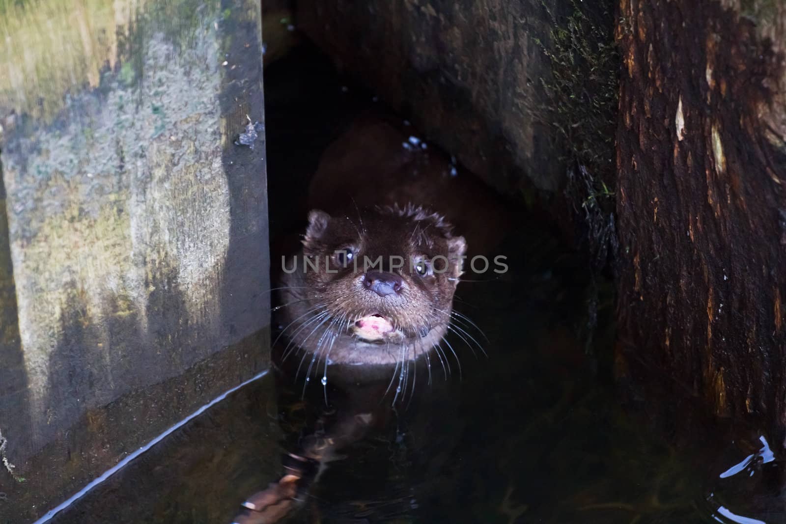 A wild otter peers out from under an abandoned boat wharf. UK.
