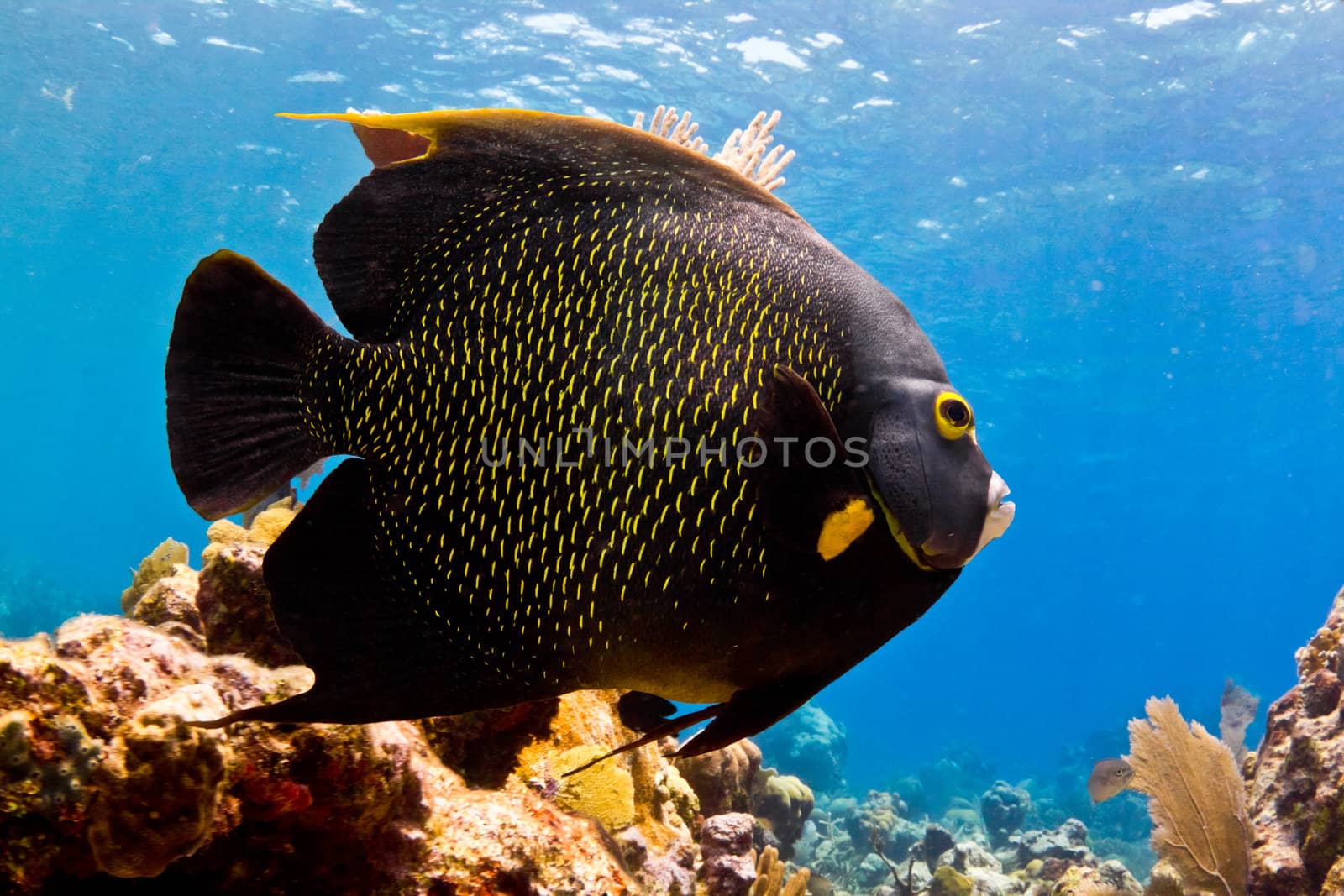 A huge Caribbean Angel fish cruises the shallows.