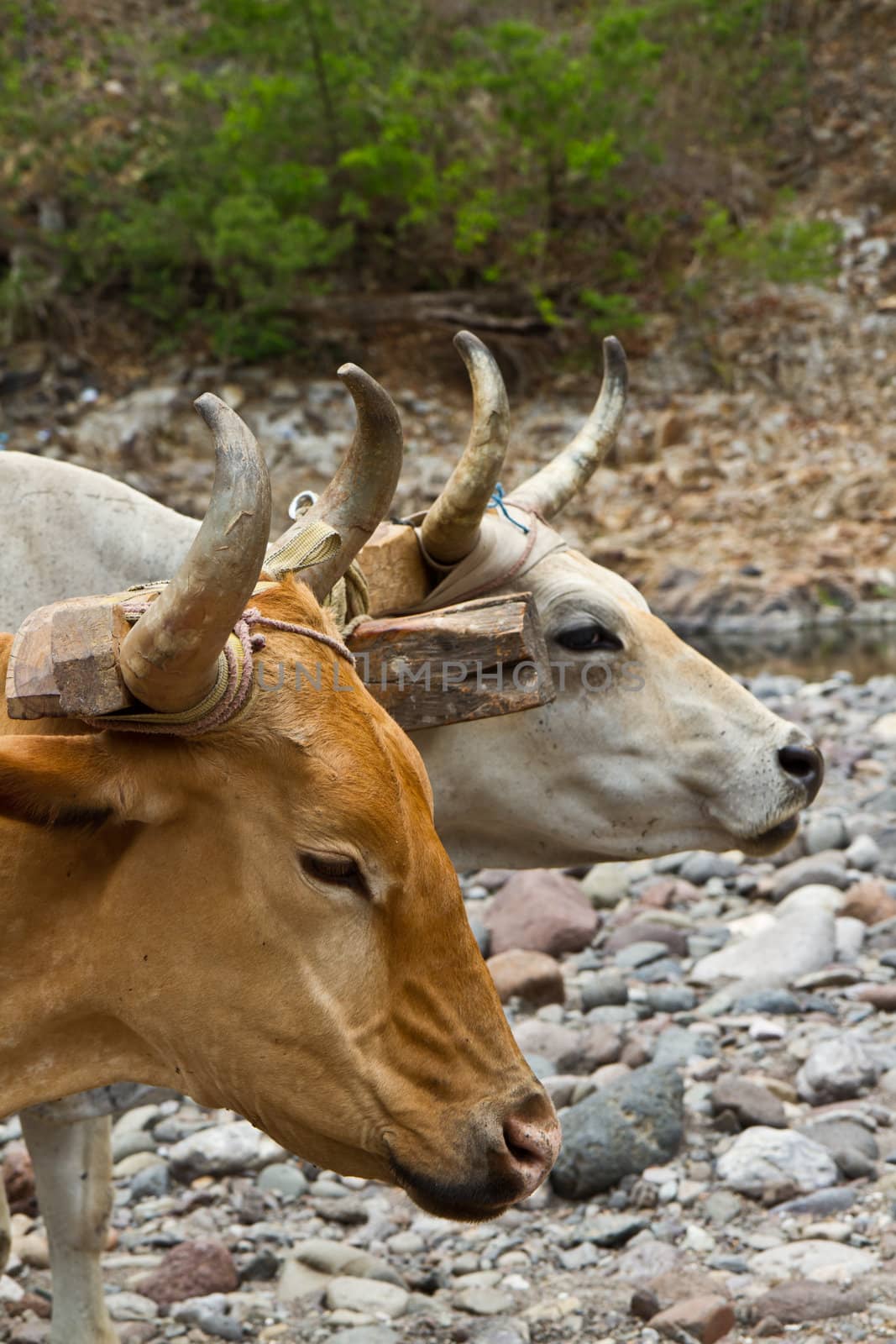 Two huge cows pull a rickety cart along a dry river bed in Honduras.