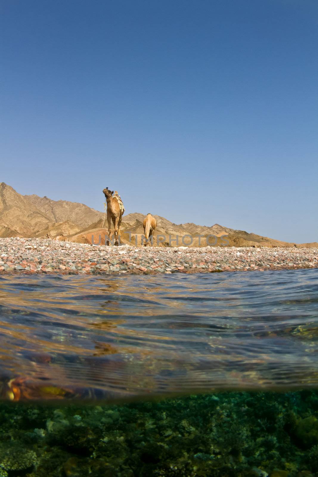 Surfacing from a dive near the famous blue hole in Dahab Egypt to find camels waiting near by! Surfacing from a dive near the famous blue hole in Dahab Egypt to find camels waiting near by!