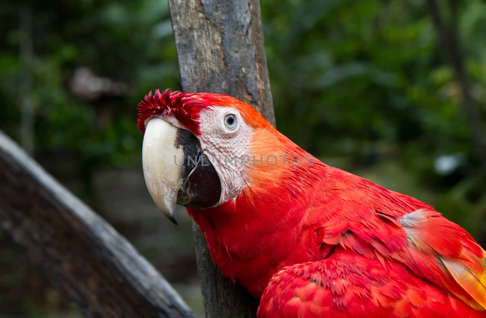 A tamed red macaw keeps an eye on the photographer while he eats his breakfast in the Amazon.Peru