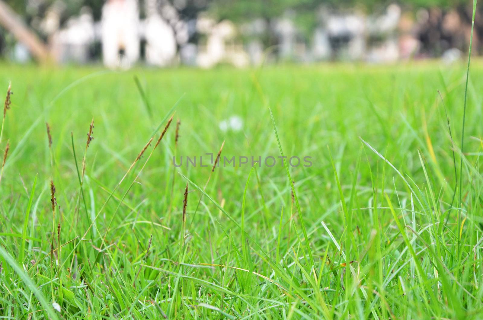 long grass meadow closeup by siraanamwong