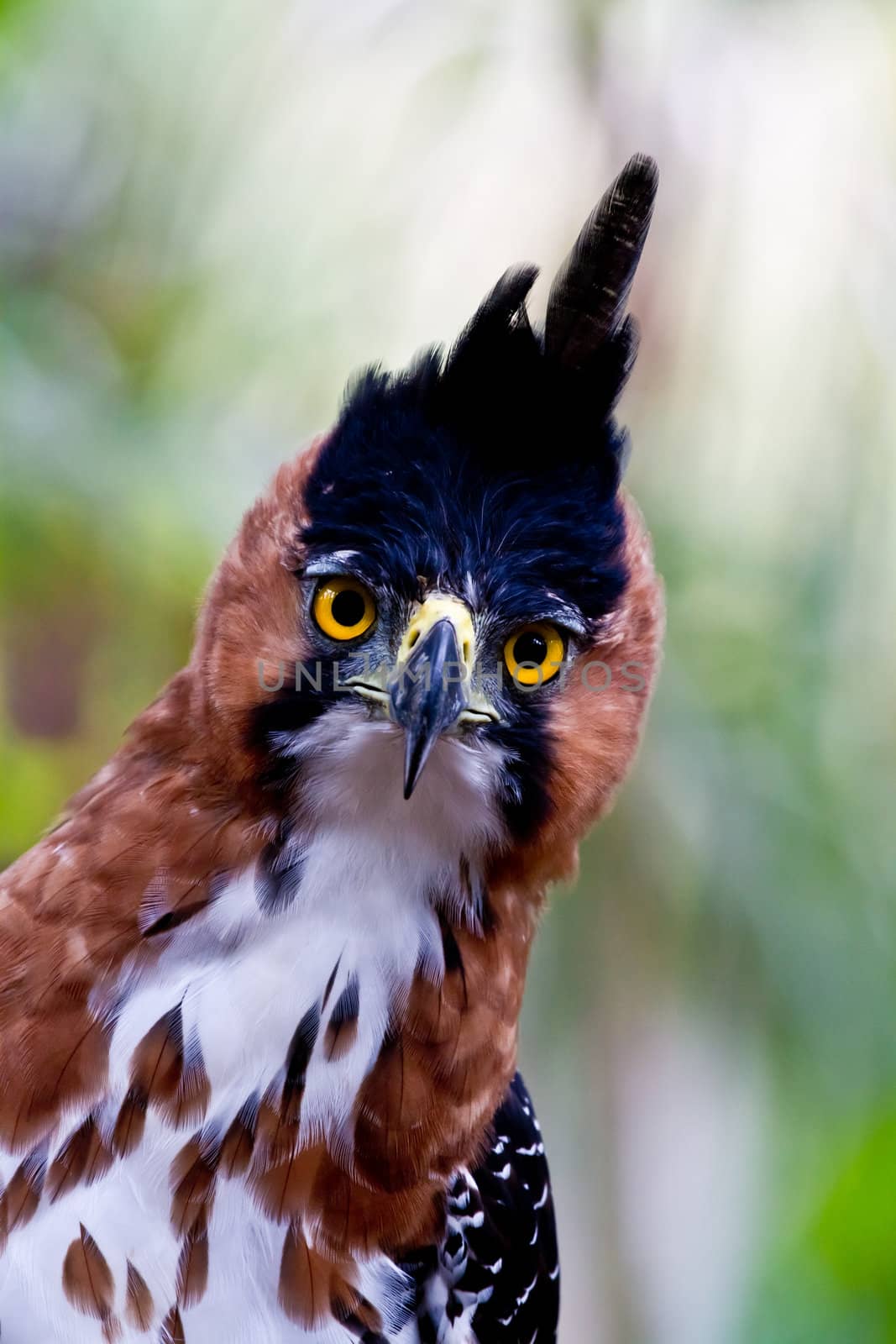 The amazing big yellow eyes of the ornate hawk eagle catch sight of the photographer deep in Amazon jungle. Peru.