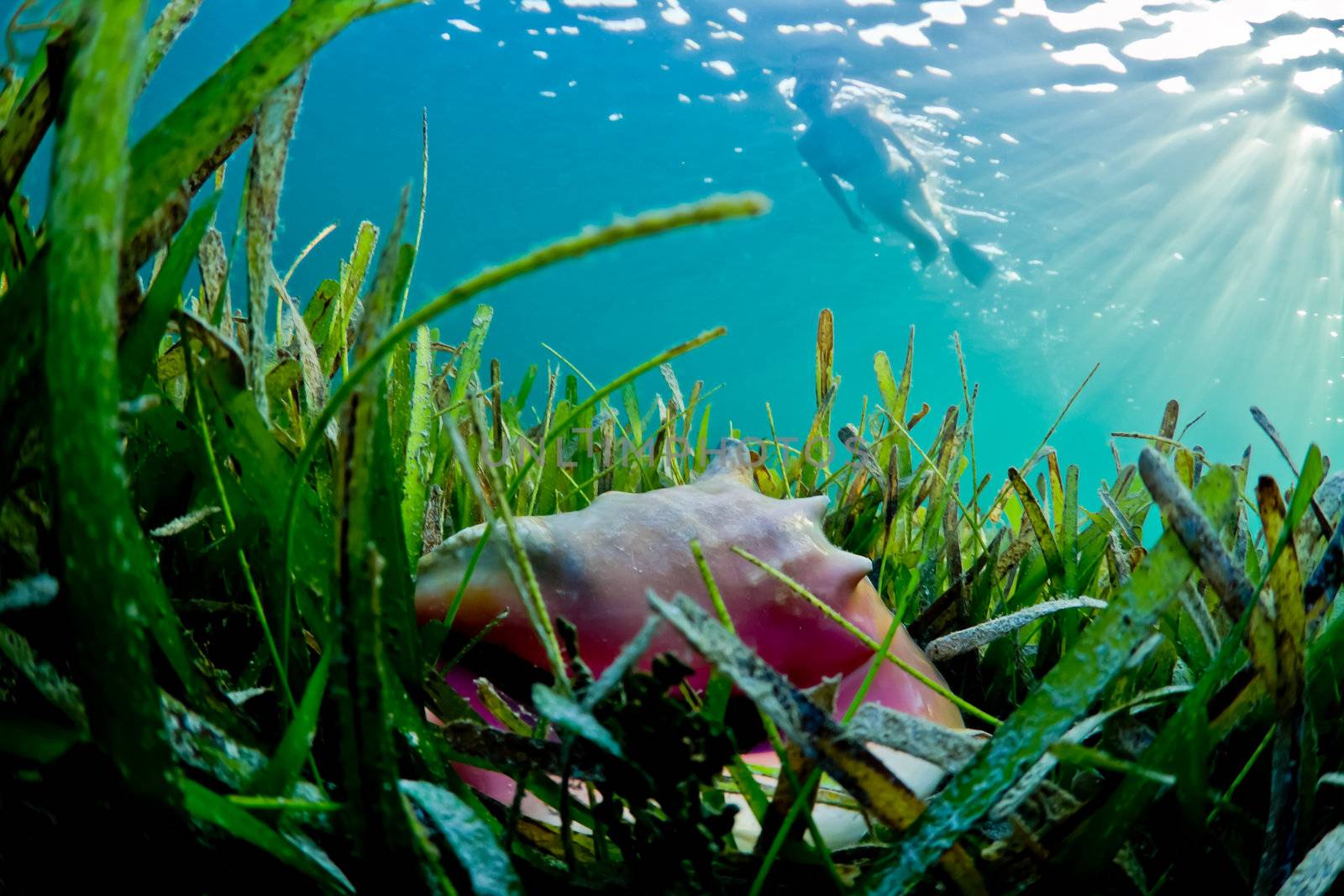 A young woman snorkels over a bright pink conch shell in Honduras.