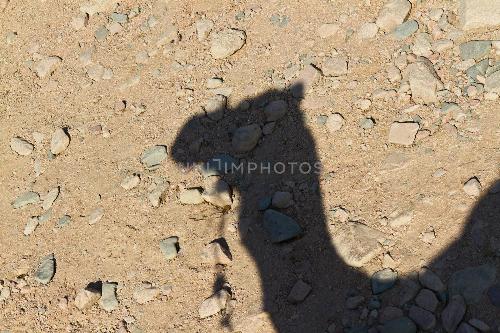 A Camel casts a shadow in the desert of Egypt.