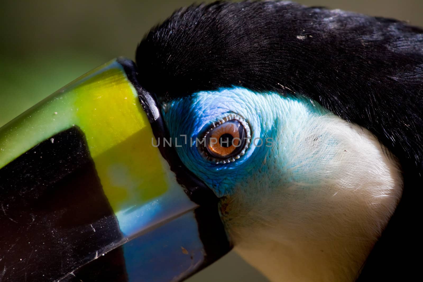 Close up of a white chested  toucans eye in the Amazon of Peru.