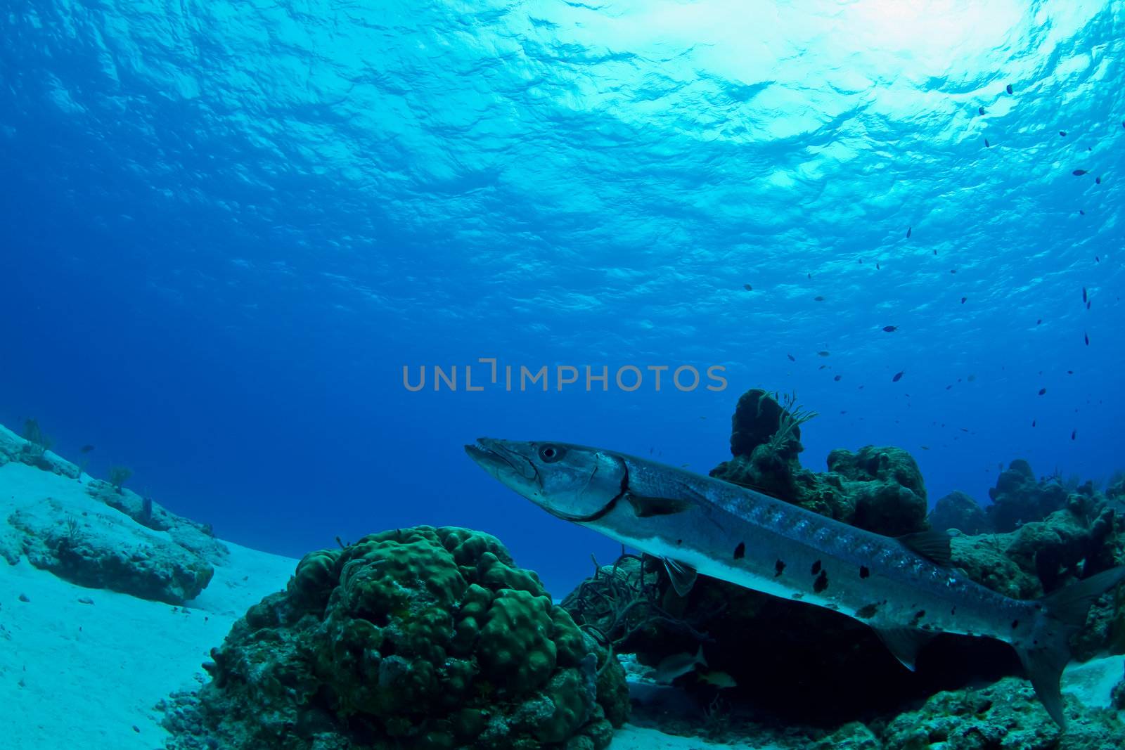 A huge Barracuda uses the reef to hide its slender body as it waits for unsuspecting prey to get to close in Mexico.