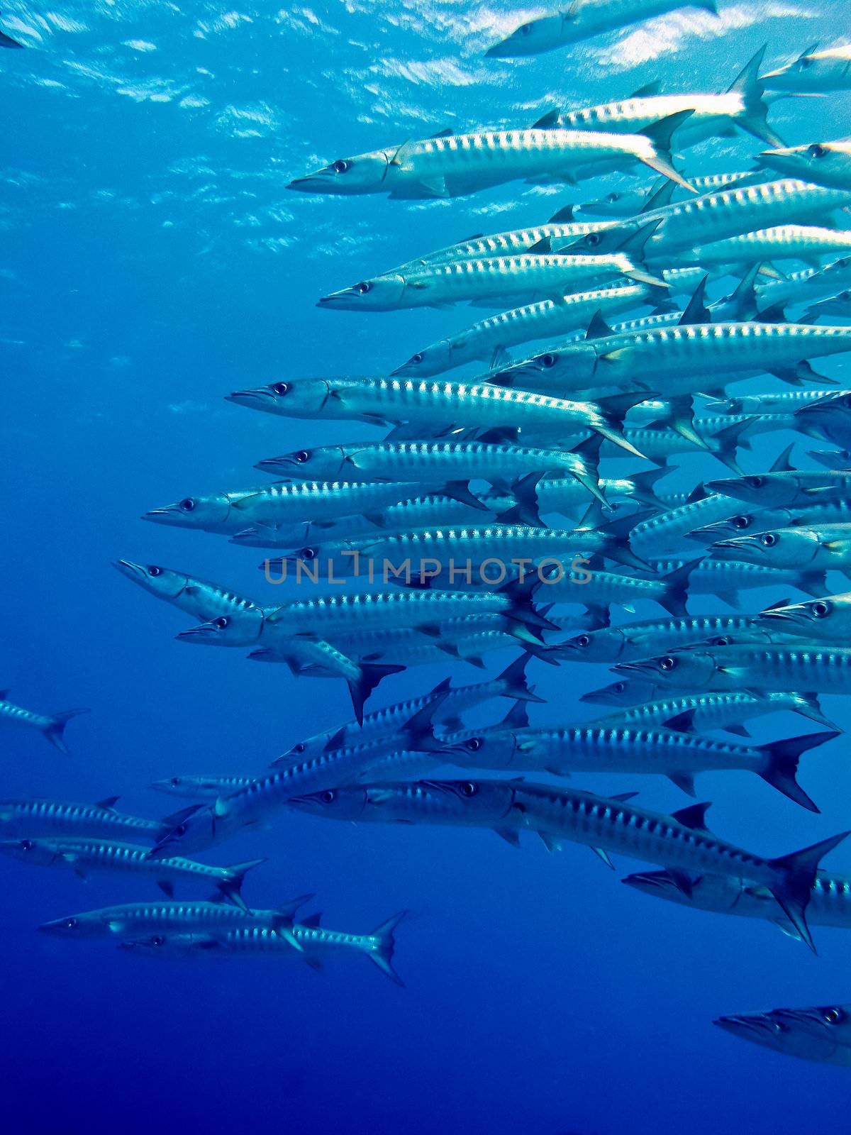A school of large barracuda group tightly near a reef wall on Australia's Great Barrier reef.