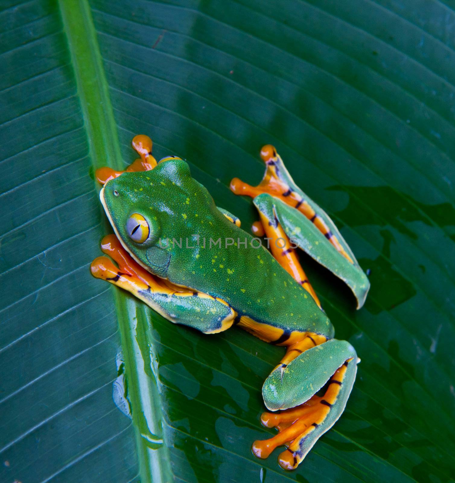 A beatiful south American treefrog leaping through its dense jungle surounds.