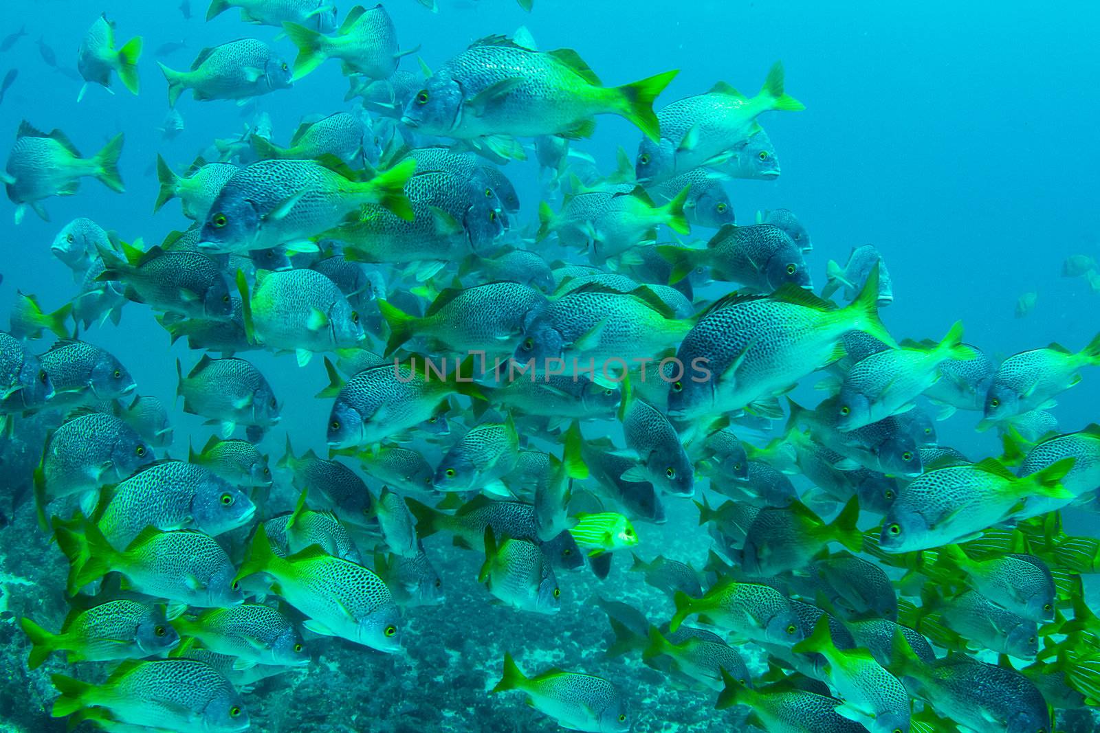 A school of snappers in Costa Rica.