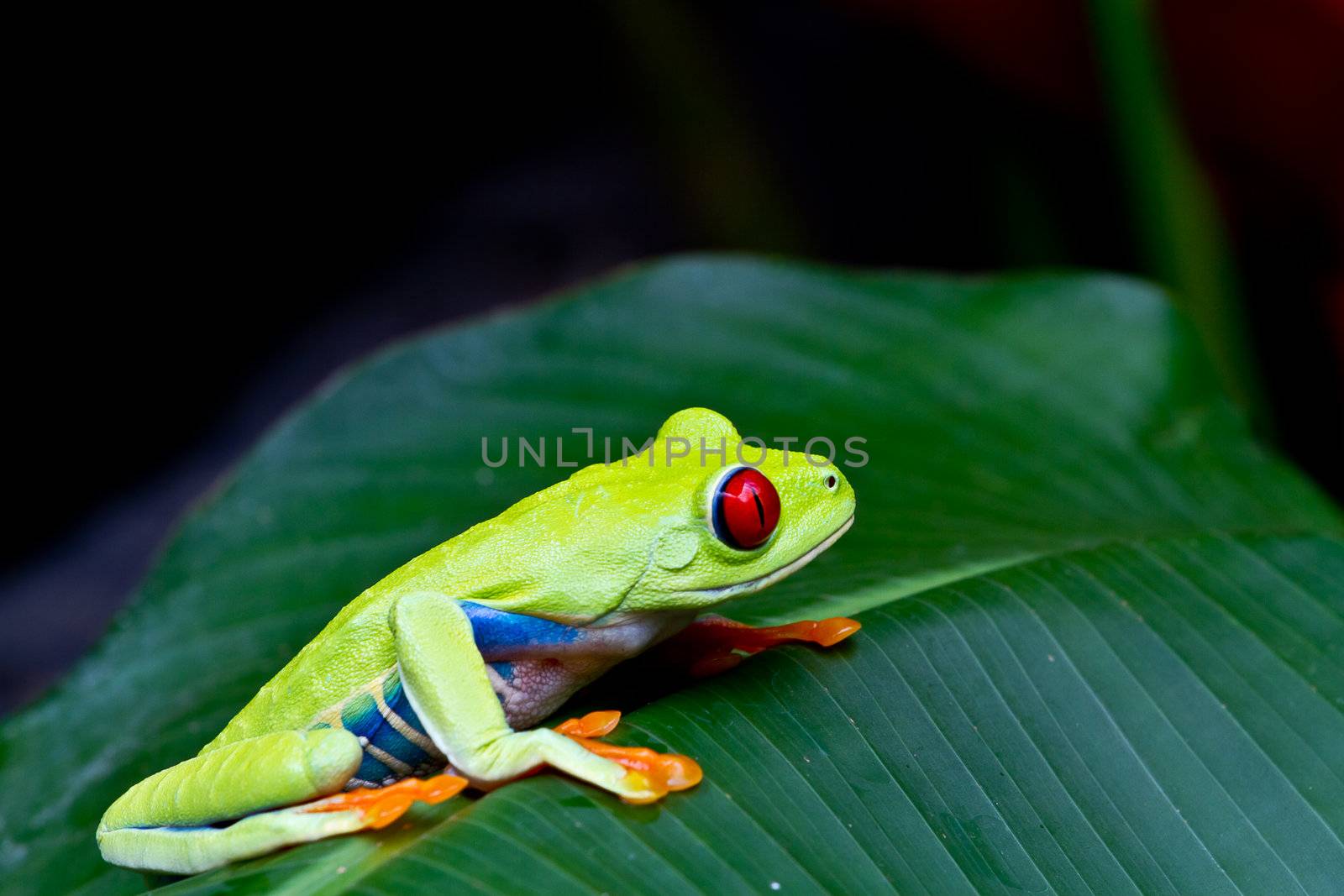 The amazing blue sides of the red eyed tree frog.