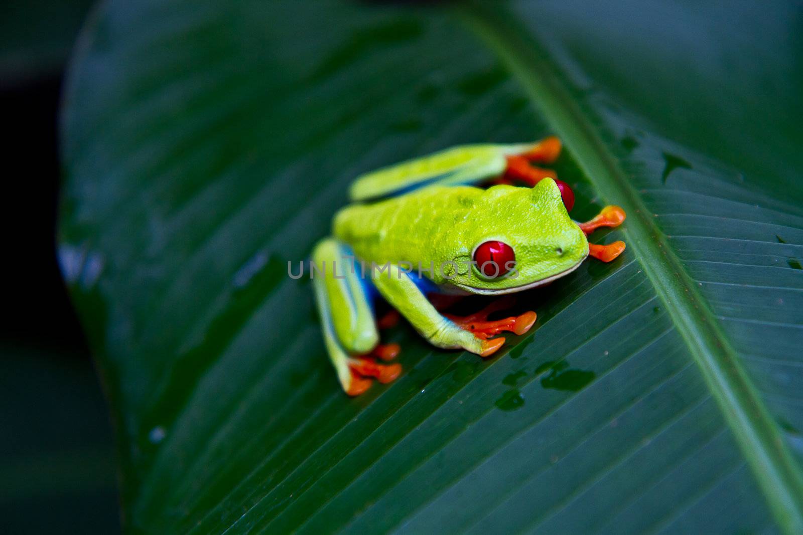 Red eyed tree frog front by MojoJojoFoto