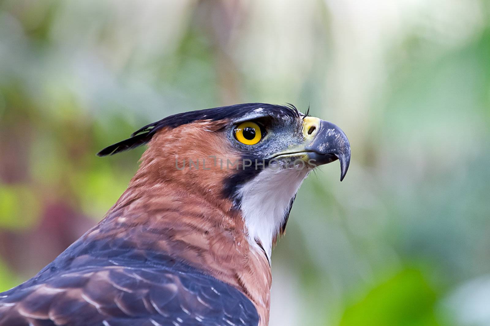 Close up of an Ornate Hawk Eagle at rest in the Amazon jungle.