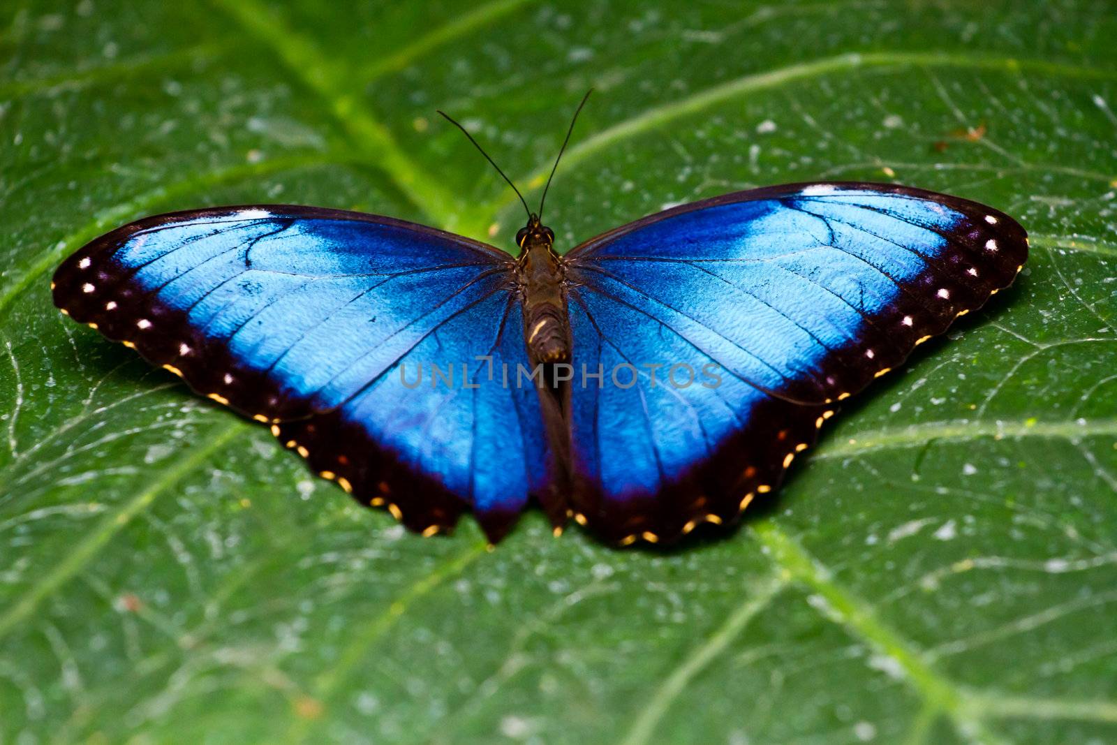 A huge colorful butterfly in the jungle of Belize.