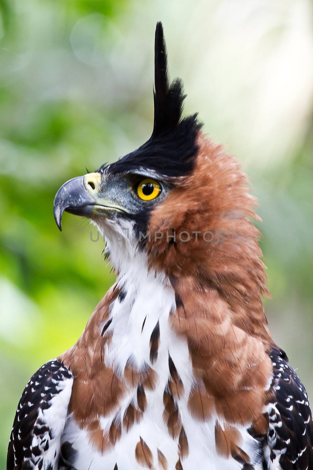 Ornate hawk eagle display by MojoJojoFoto