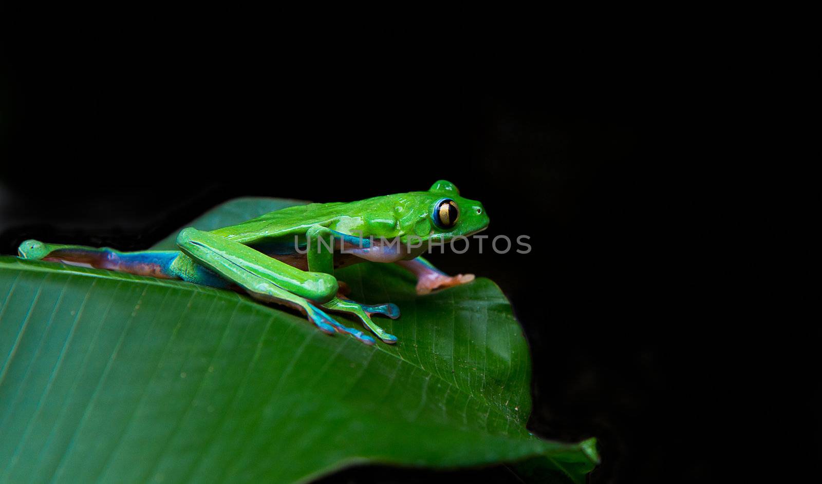 A beautiful blue sided leaf frog prepares to launch in the rainforests of Costa Rica.