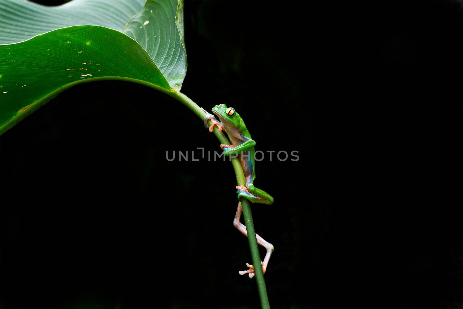 Blue sided leaf frog climbing by MojoJojoFoto