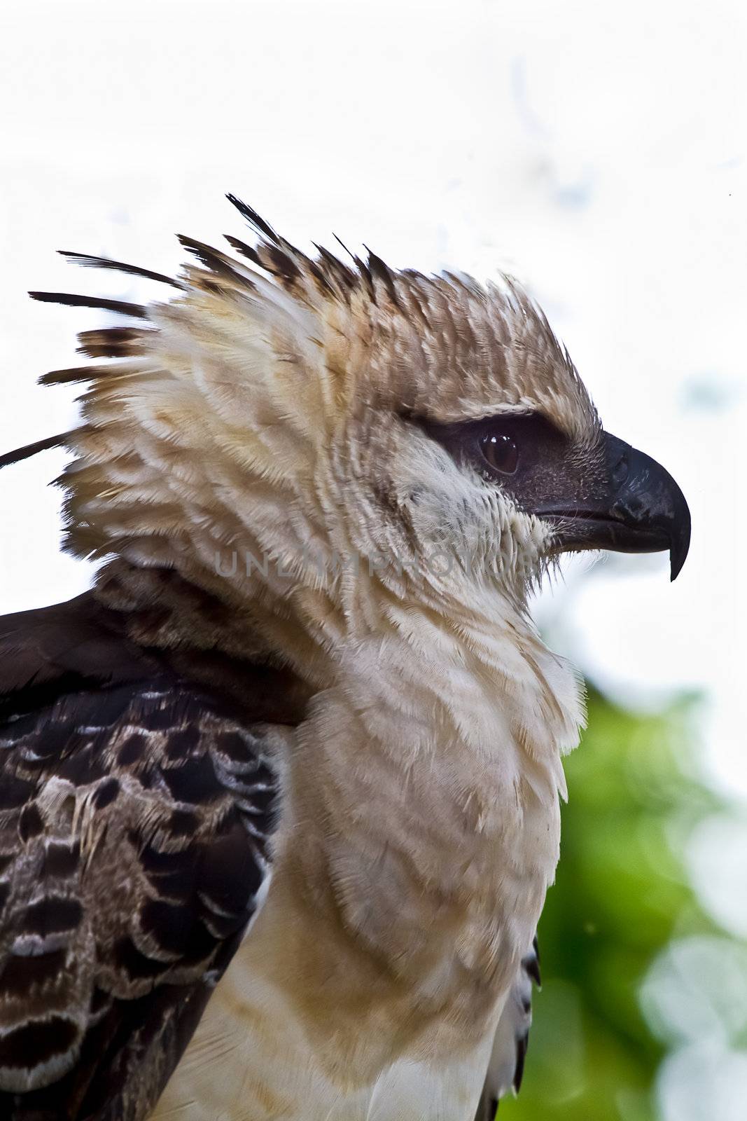 Head shot of the massive crested Eagle while it rests on a nearby branch in Peru.