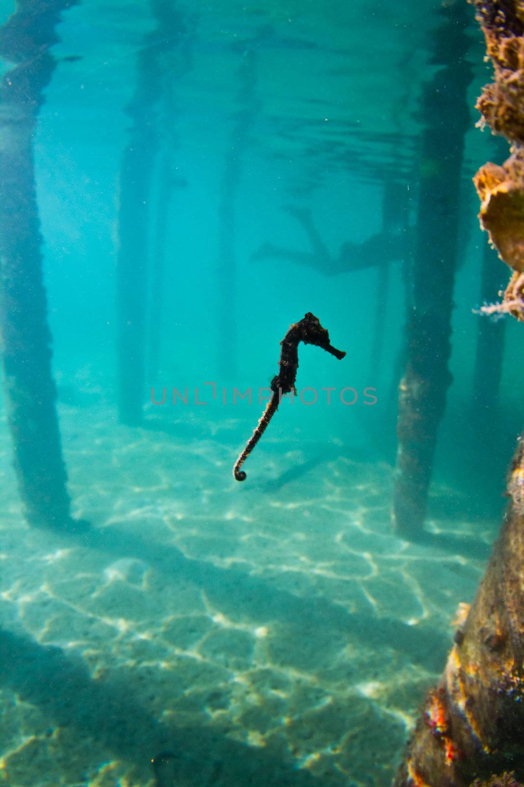 A seahorse hovering mid water