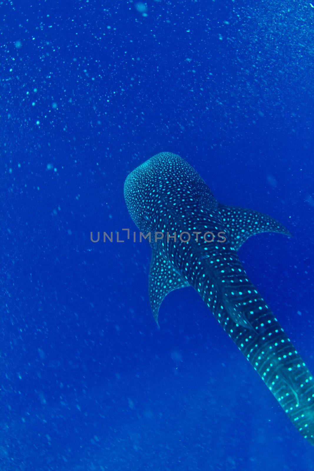 A whale shark descending from the surface in Honduras