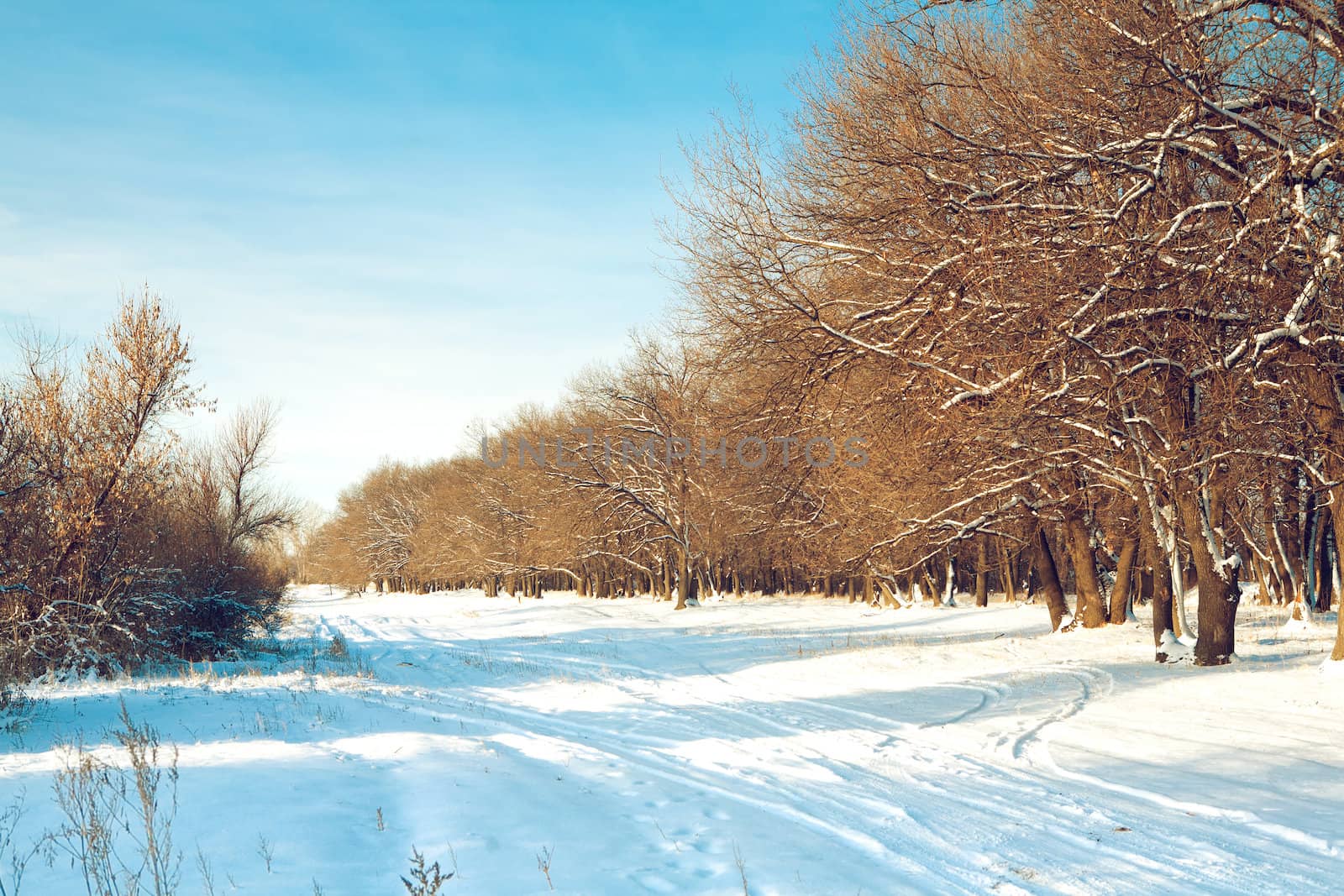 morning in winter forest