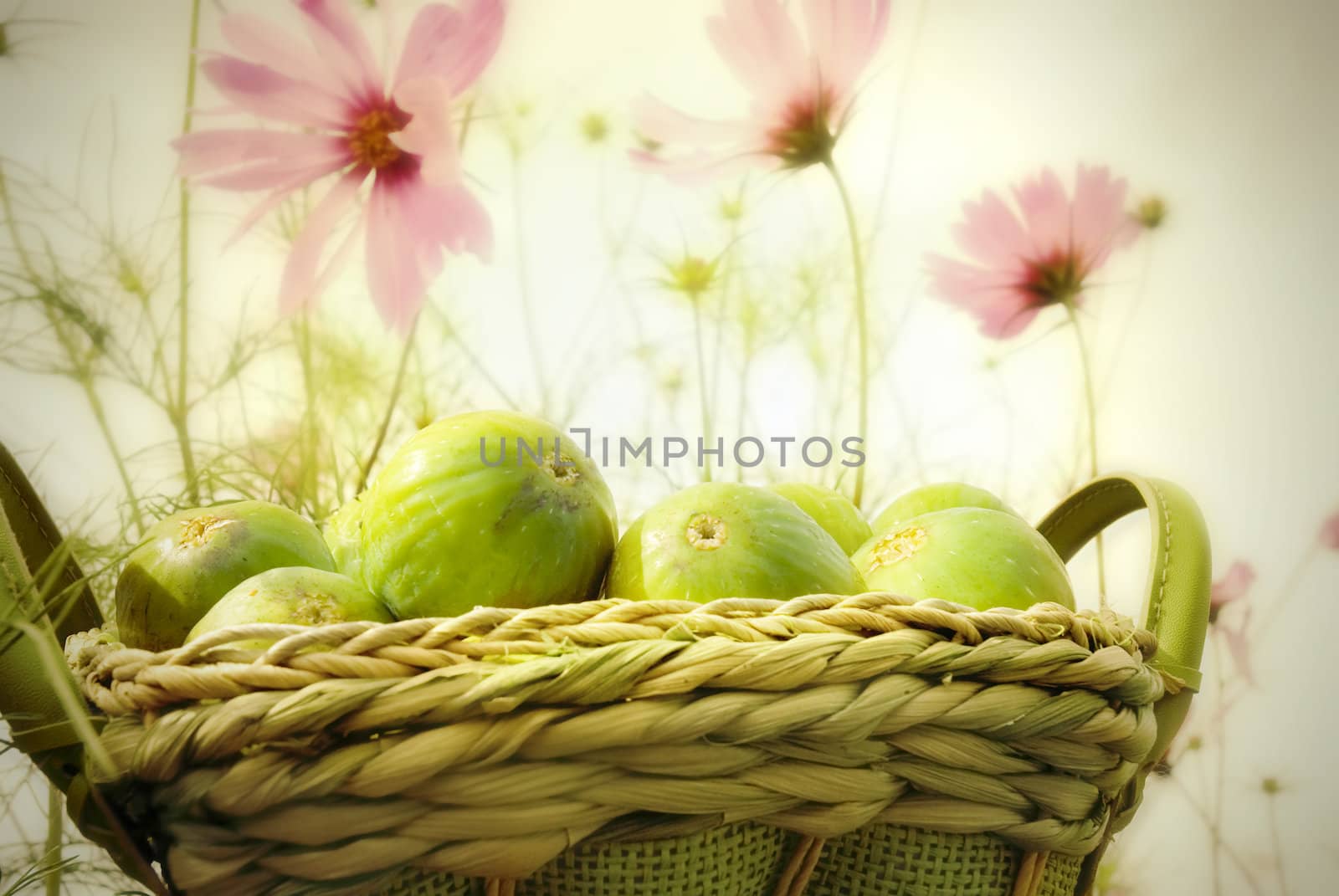 basket of figs in the garden of daisies