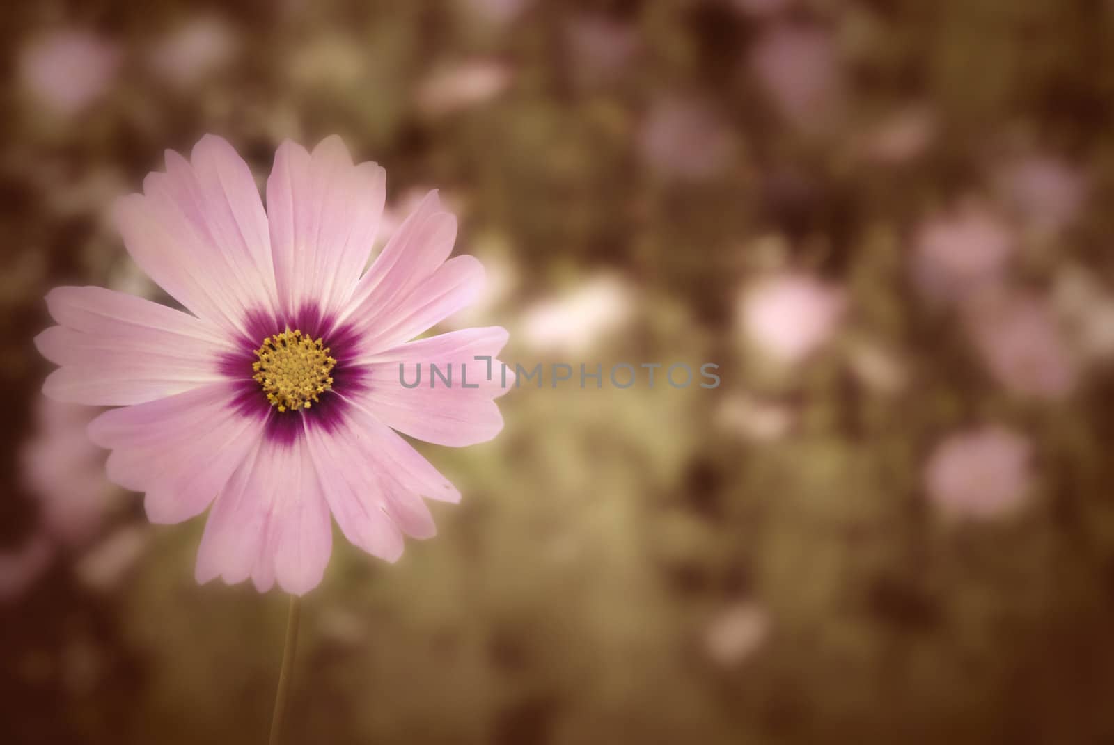 Autumn meadow and daisy background