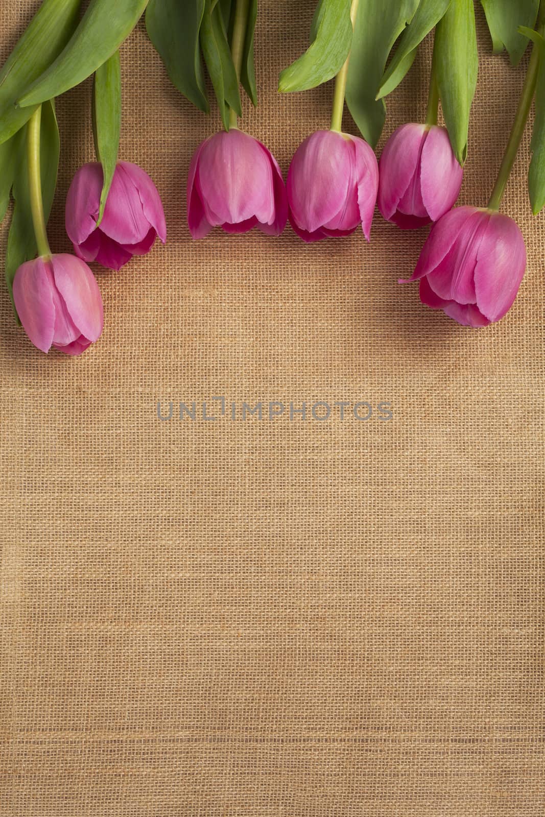 close up shot of pink tulip by kozzi