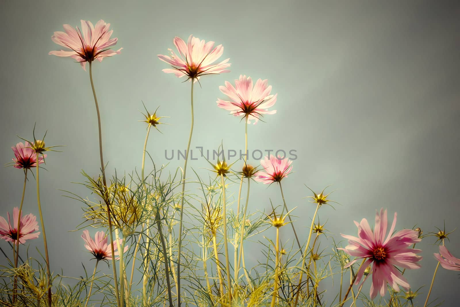 meadow of daisies with light storm