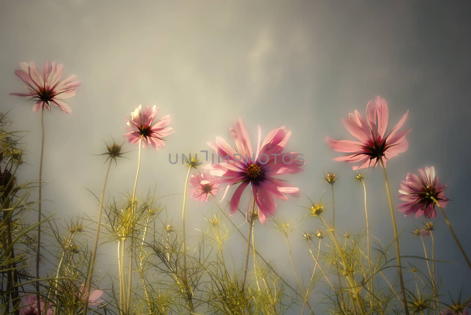 field of daisies on stormy sky