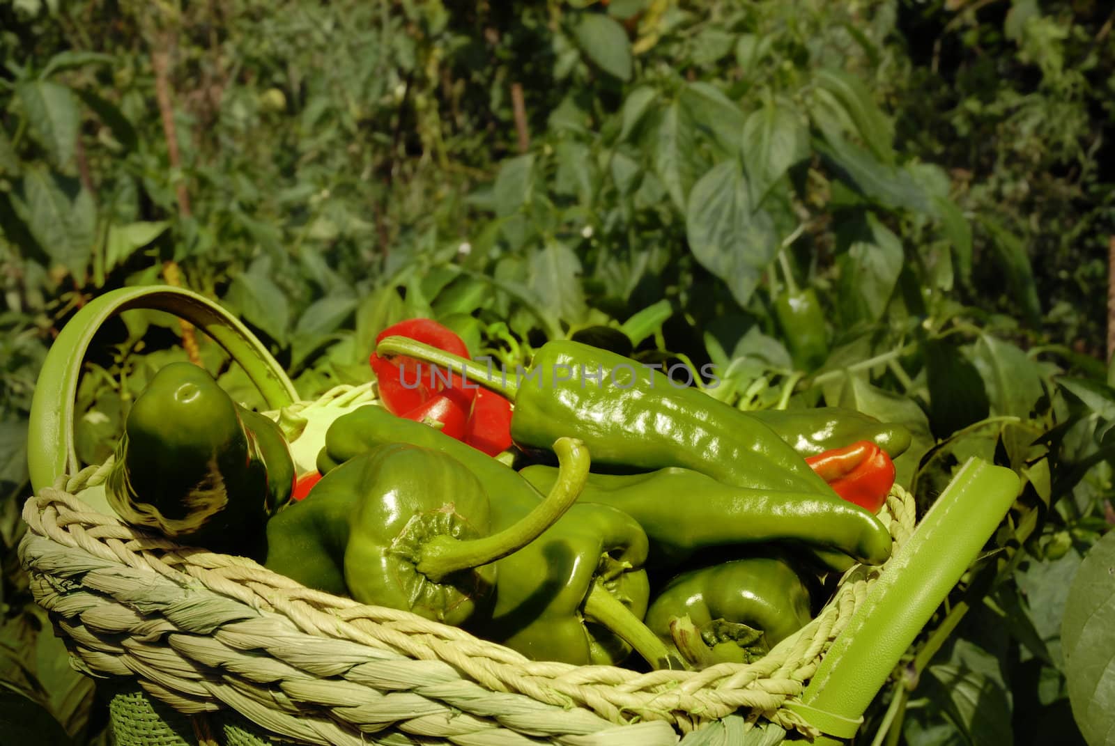 harvest green and red peppers in the garden