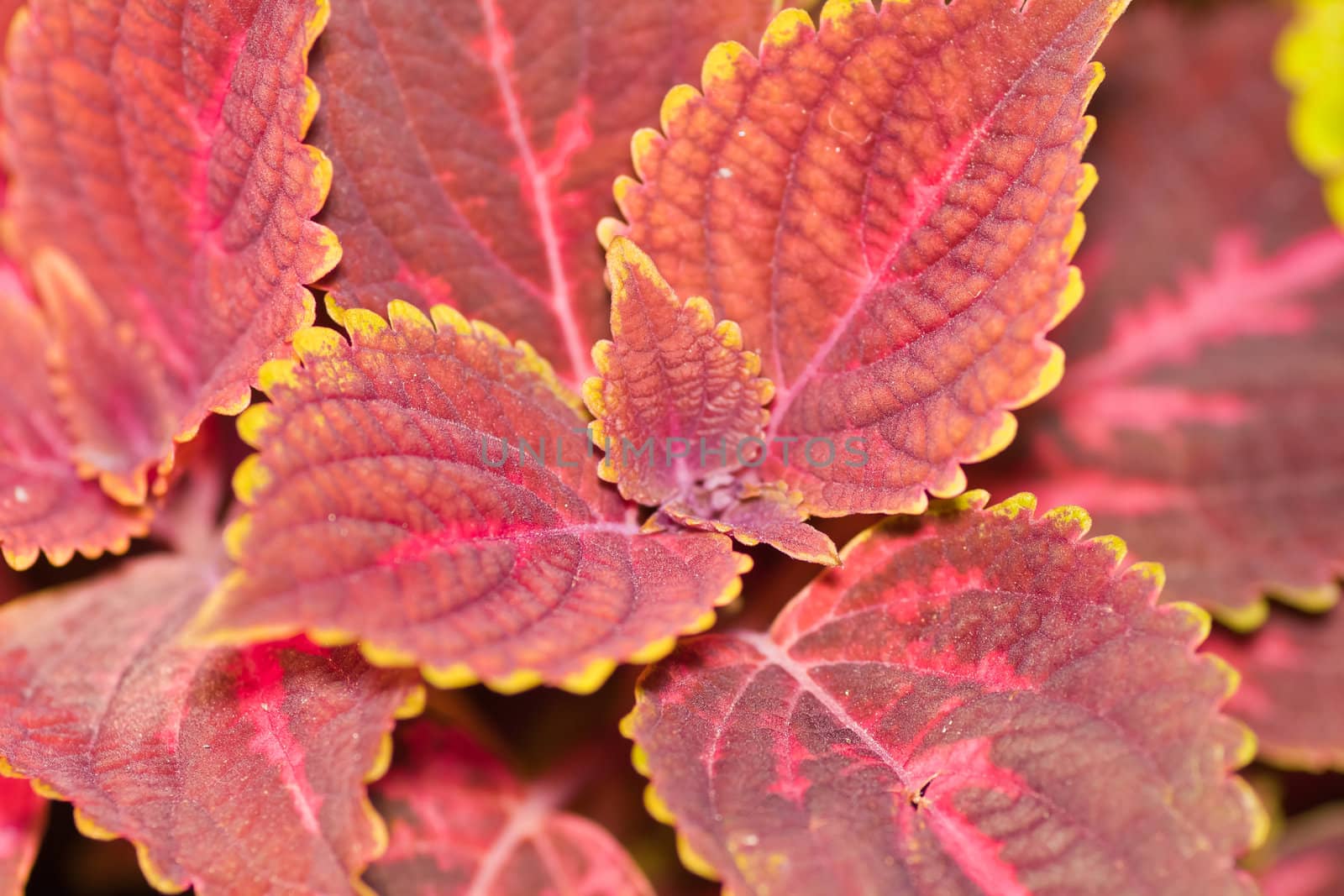 Detail of a stinging nettle plant