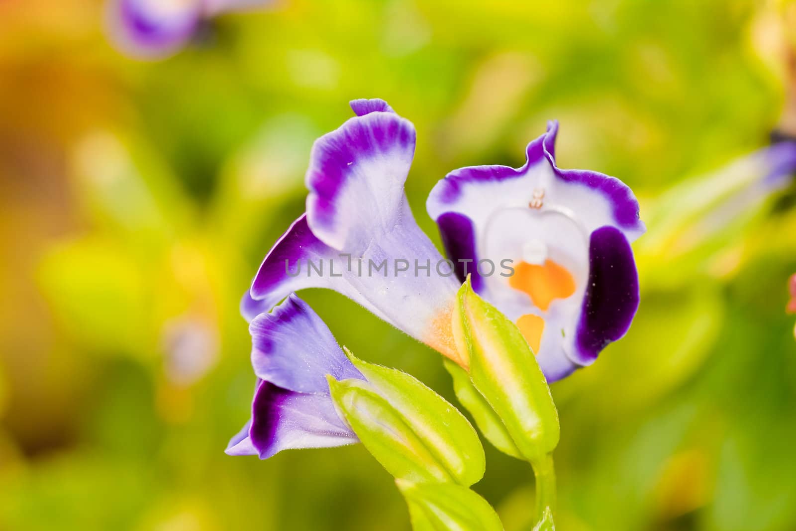 tropical flower