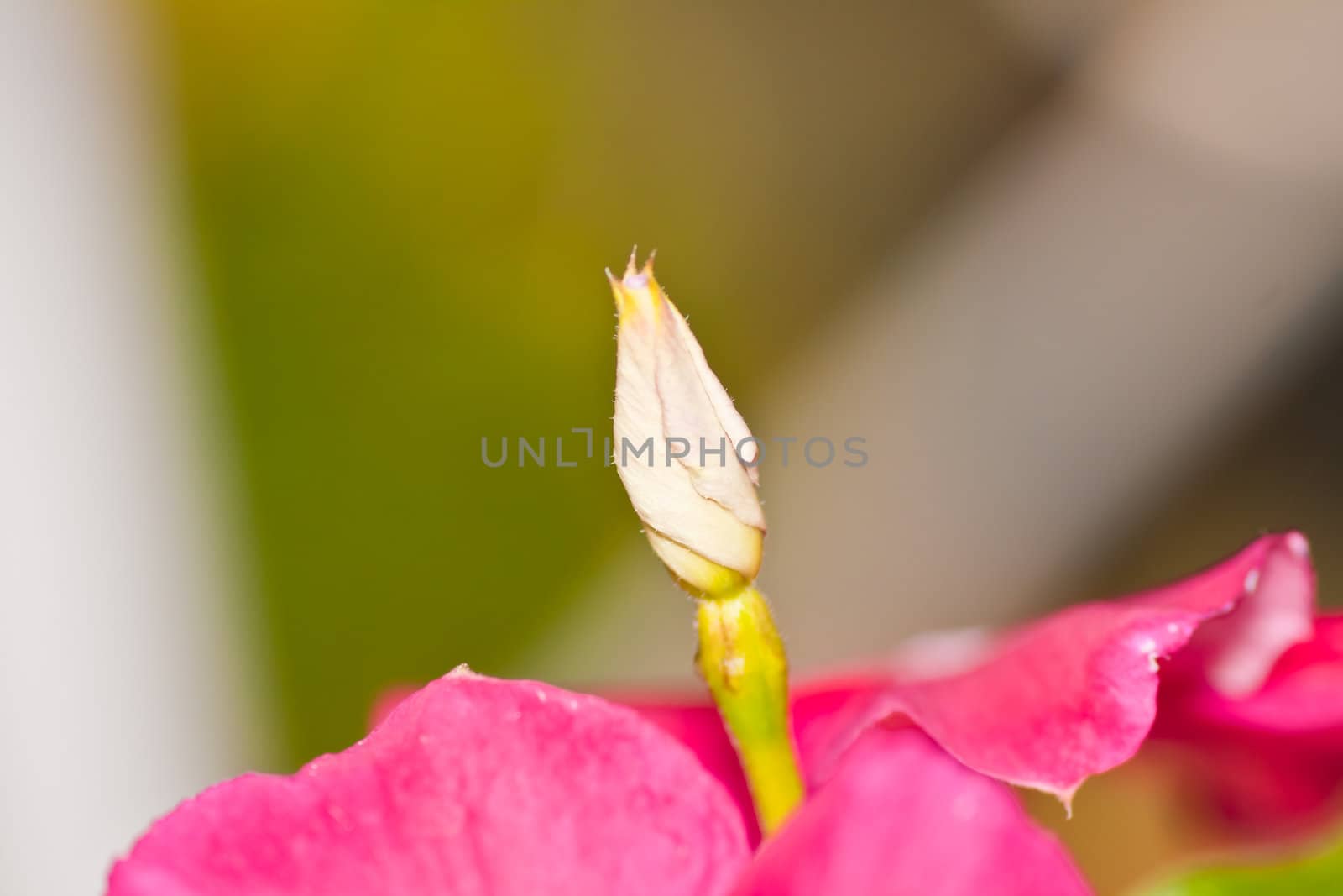 tropical flower