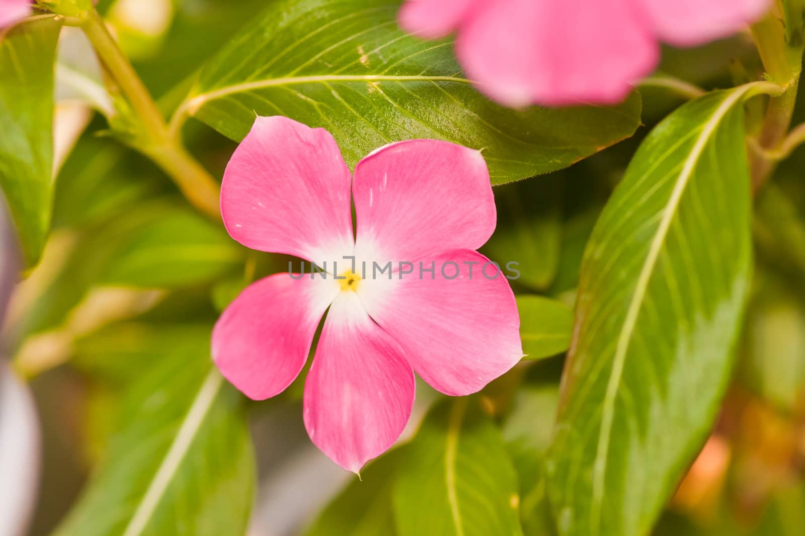 periwinkle flower  by nikky1972