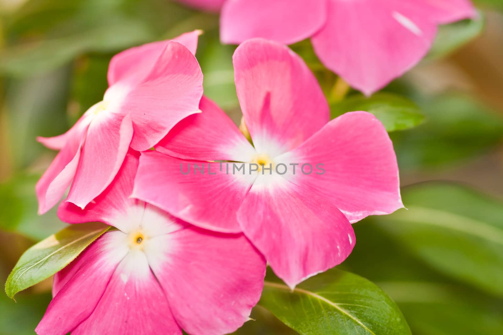 periwinkle flower