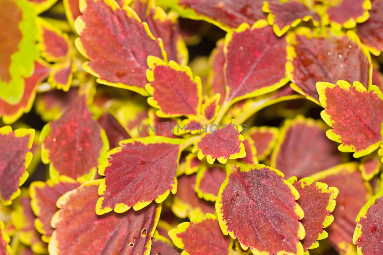 Detail of a stinging nettle plant