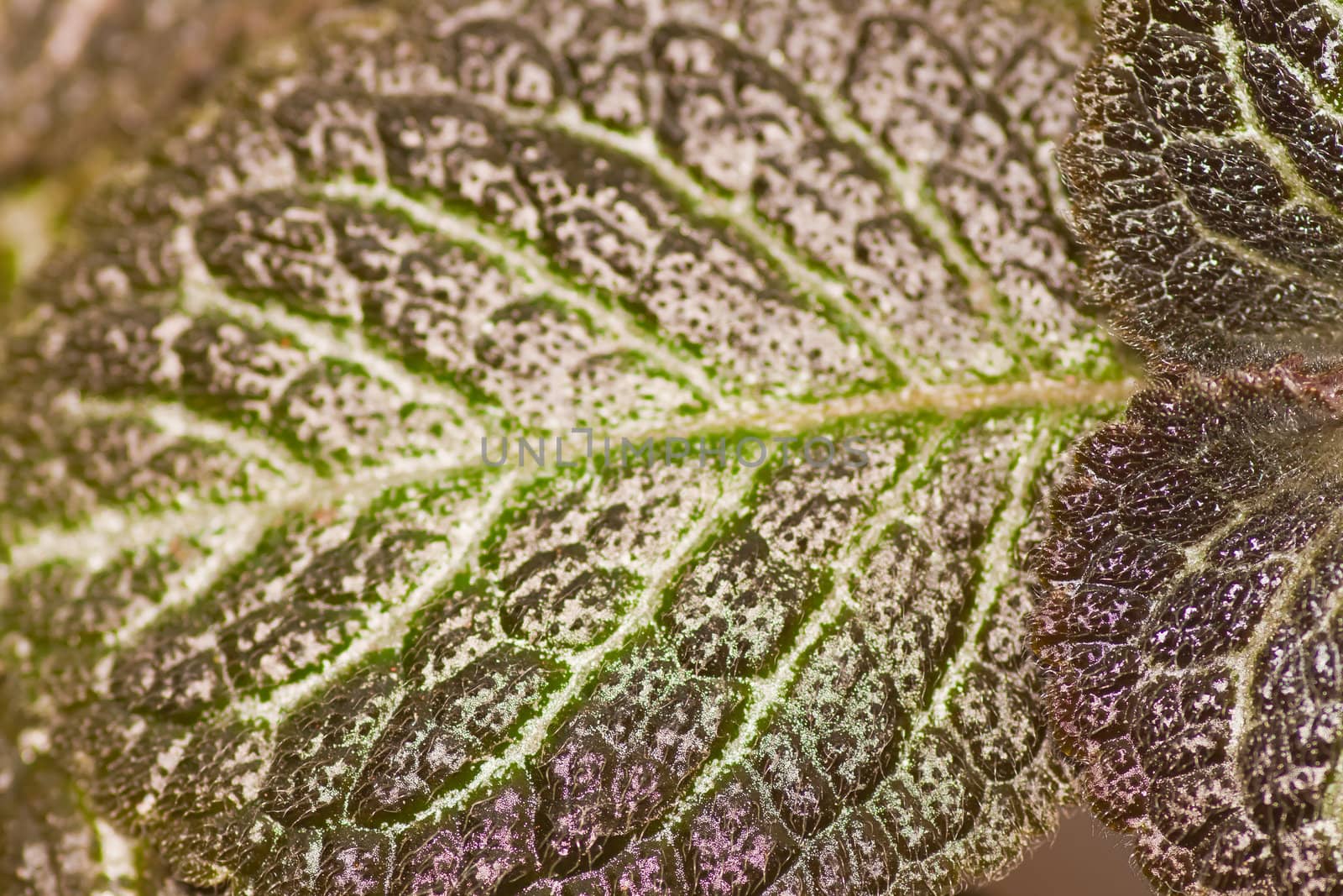 Detail of a stinging nettle plant