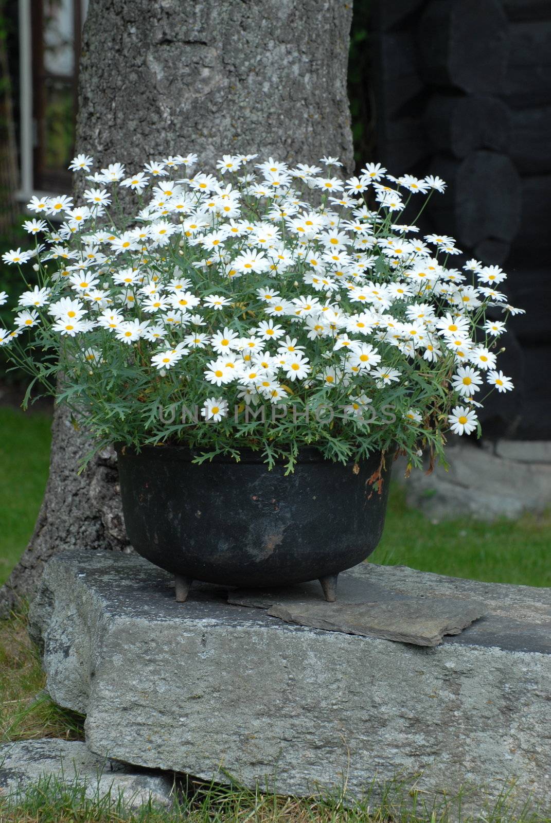 White flowers