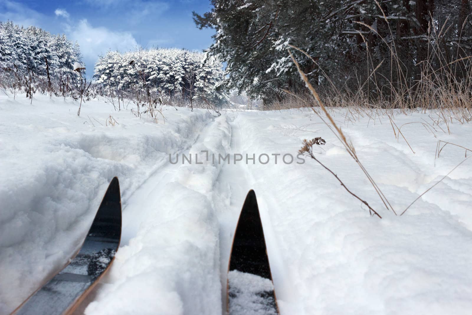 Ski track in a forest clearing in January. Russia