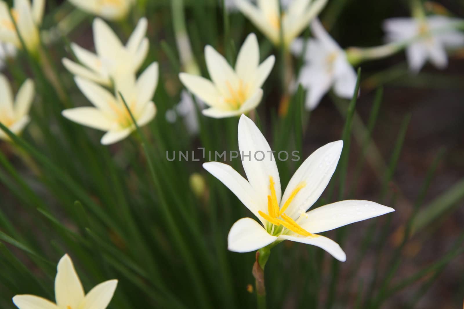 Zephyranthes white flowers 