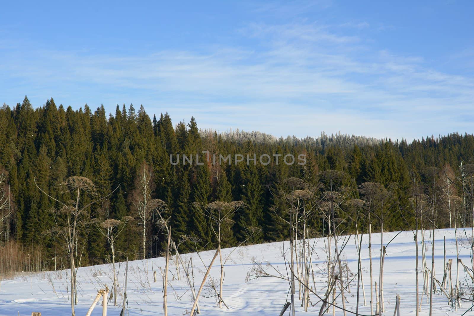 Coniferous forest Urals under the blue sky in winter