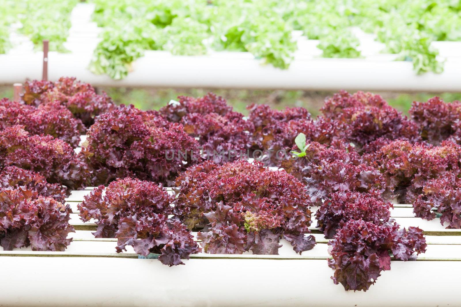 Hydroponic vegetable is planted in a garden.