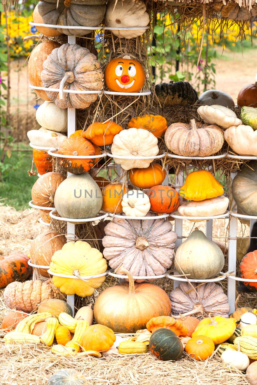 Pumpkins with different colours