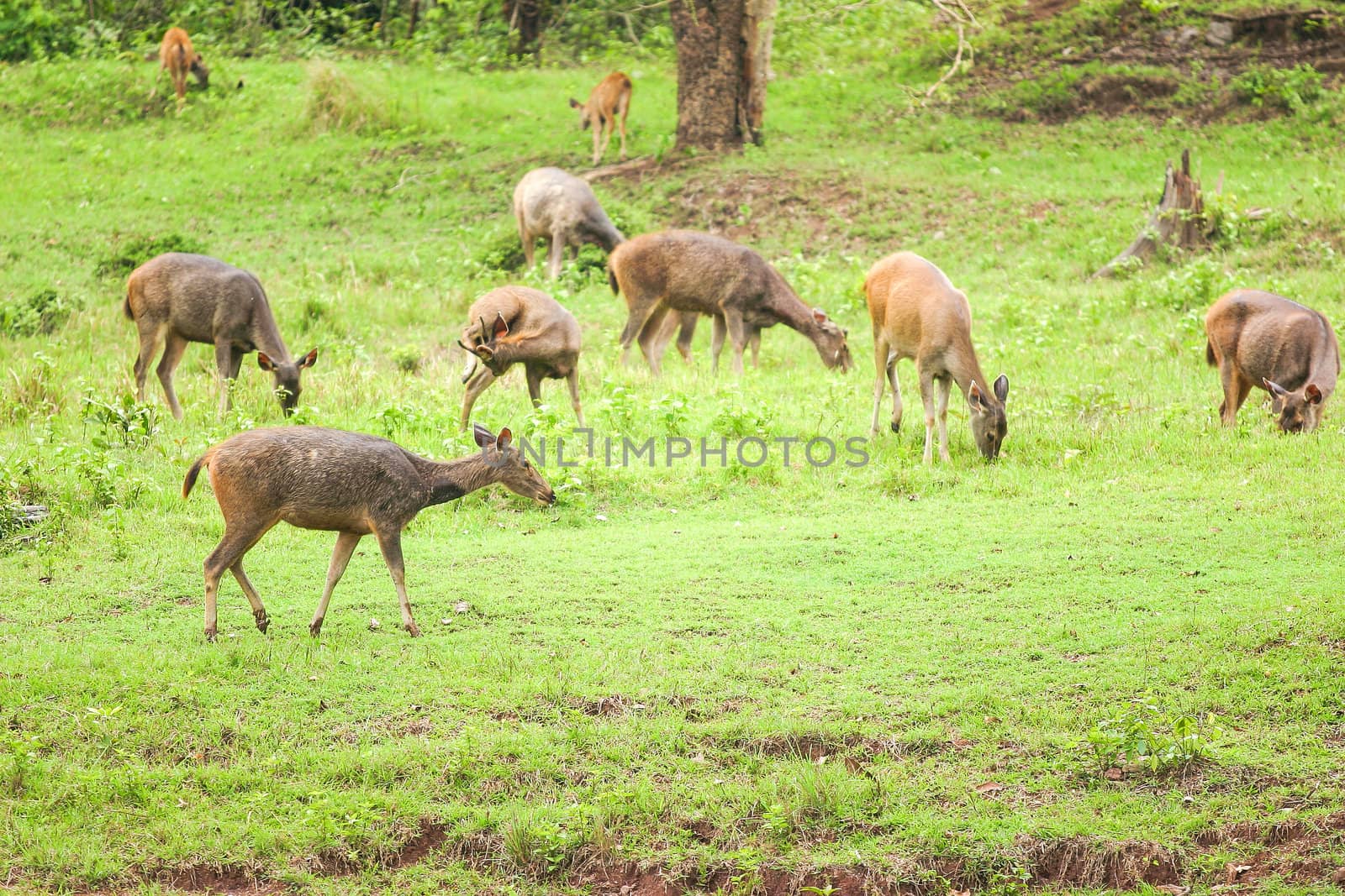 Deer herd in meadow scene at forest, Thailand.