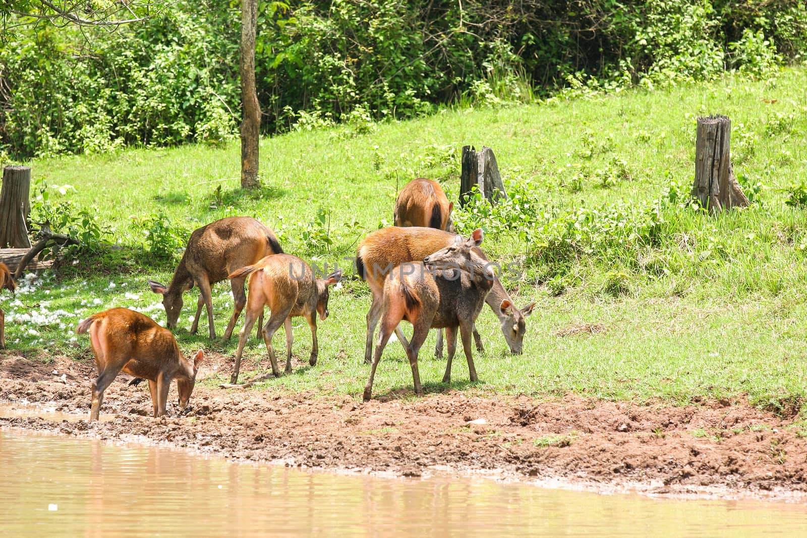 Deer herd in meadow scene at forest, Thailand.