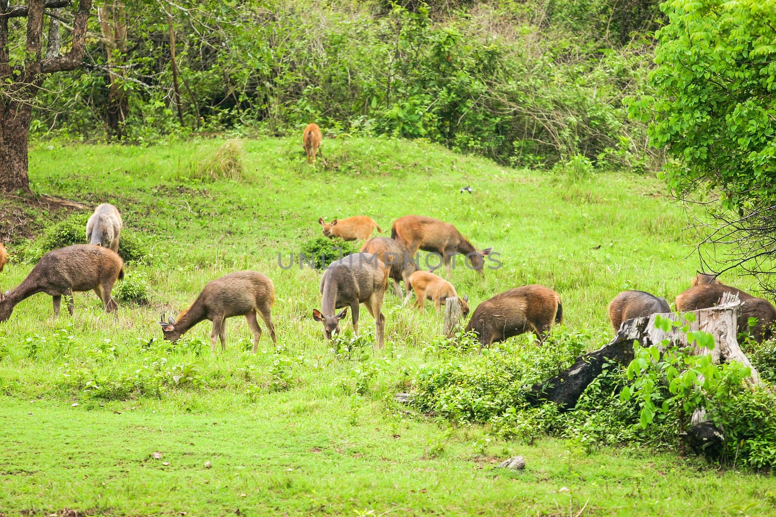 Deer herd in meadow scene at forest, Thailand.