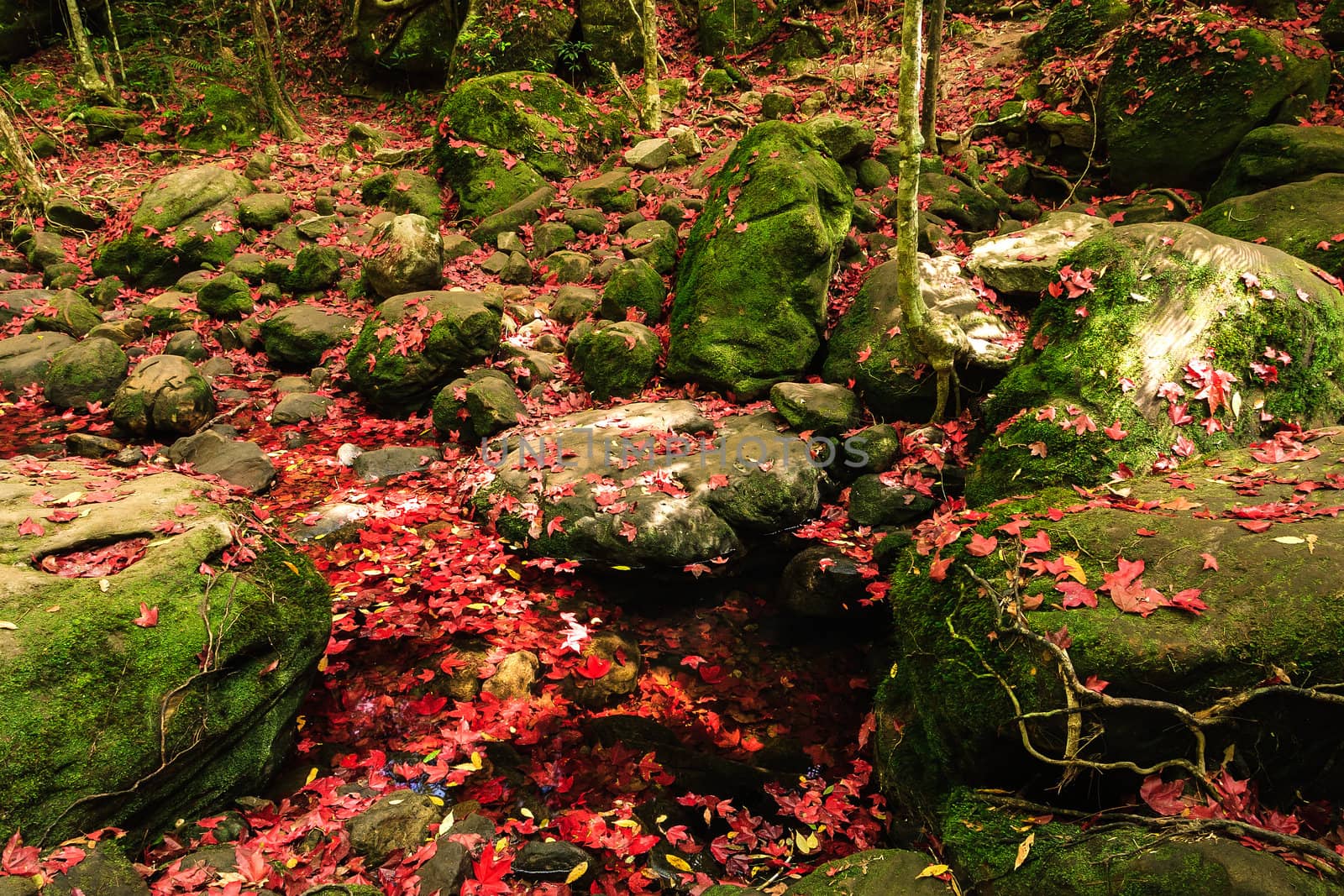 Red maple leaf during fall at Phukradung National Park, Loei, Thailand.