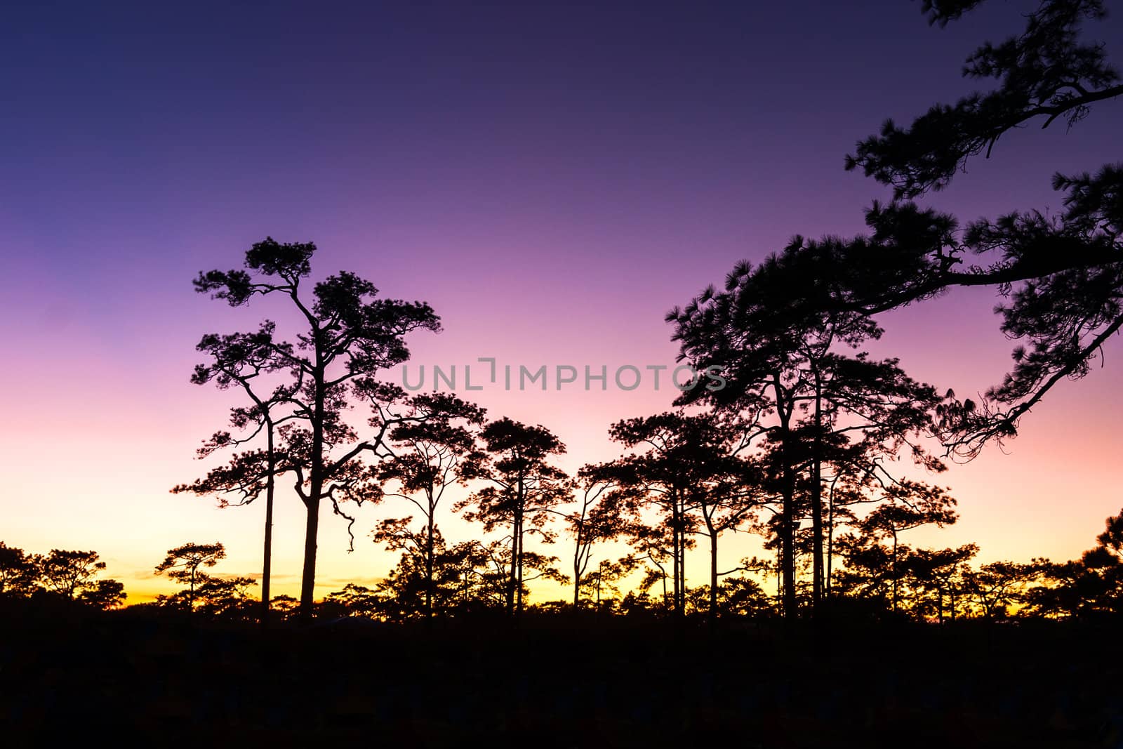 Sunset and Pine Trees at Phuktadung NationalPark, Thailand.