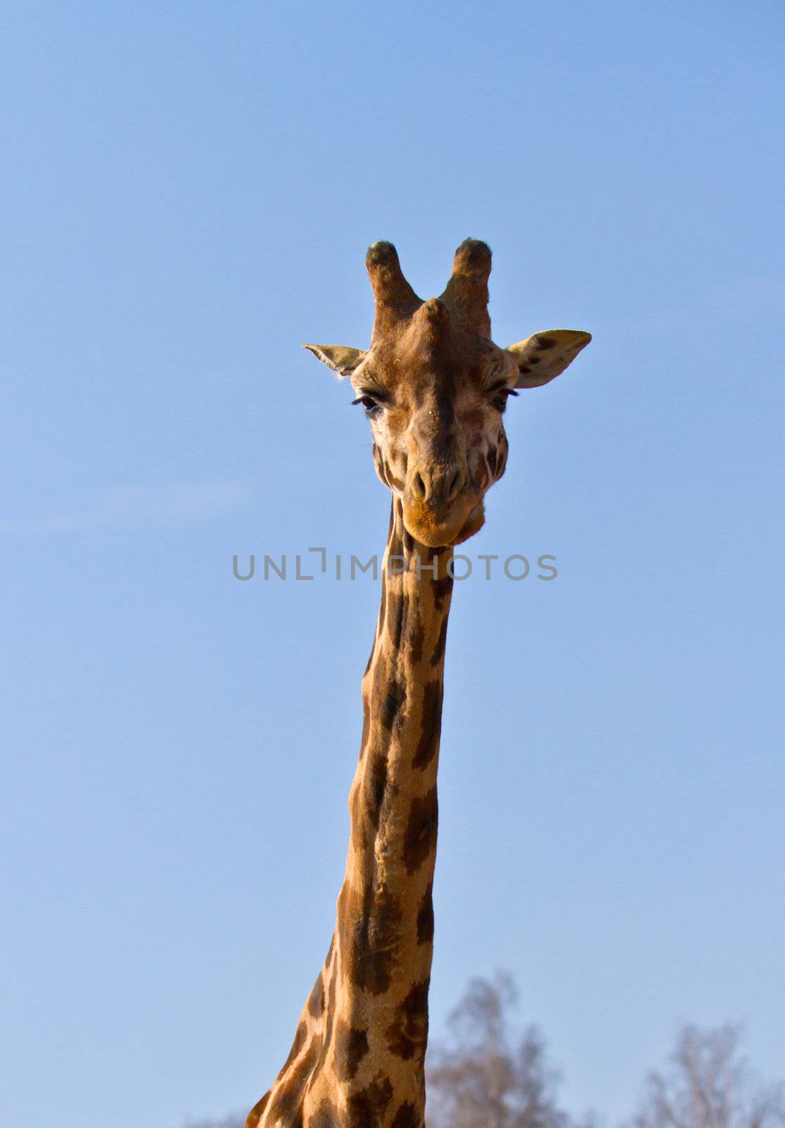giraffe by lsantilli